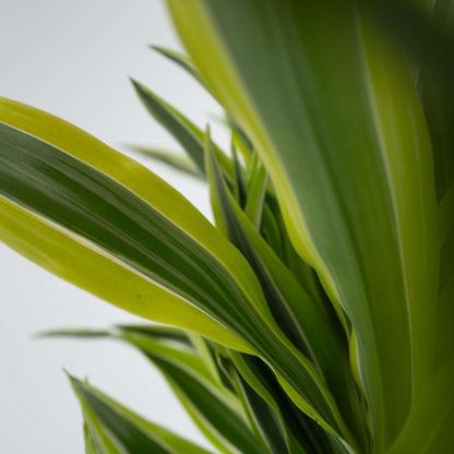 Dracaena deremensis 'Lemon Lime' - Drakenbloedboom