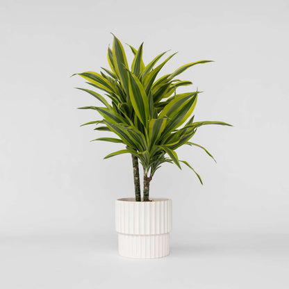 Dracaena deremensis 'Lemon Lime' - Drakenbloedboom