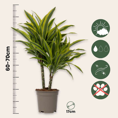 Dracaena deremensis 'Lemon Lime' - Drakenbloedboom