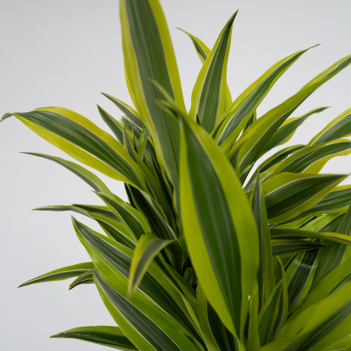 Dracaena Deremensis - Lemon Lime - Set van 2