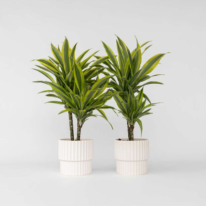 Dracaena Deremensis - Lemon Lime - Set van 2