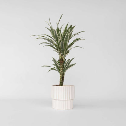 Dracaena Deremensis 'White Stripe'