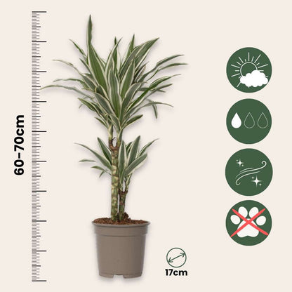Dracaena Deremensis 'White Stripe'