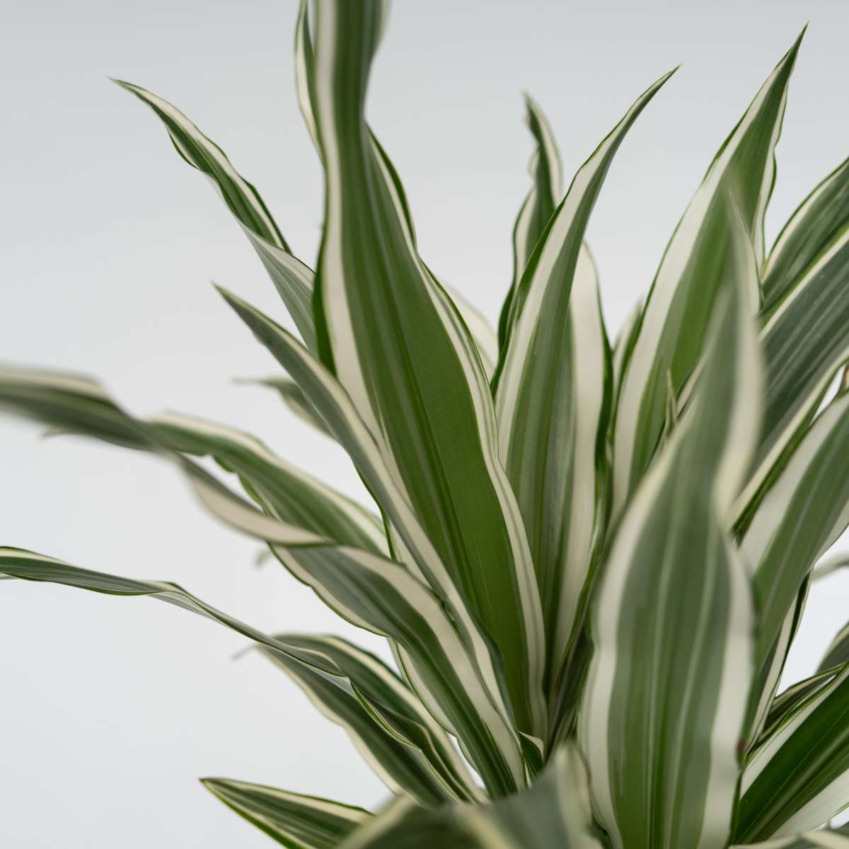 Dracaena Deremensis 'White Stripe' - Set van 2