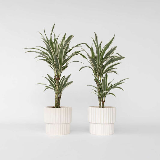 Dracaena Deremensis 'White Stripe' - Set van 2