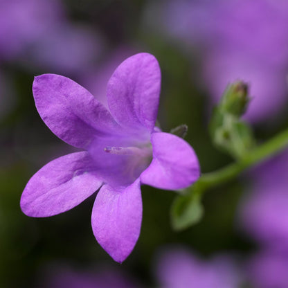 Campanula portenschlagiana - Klokjesbloem