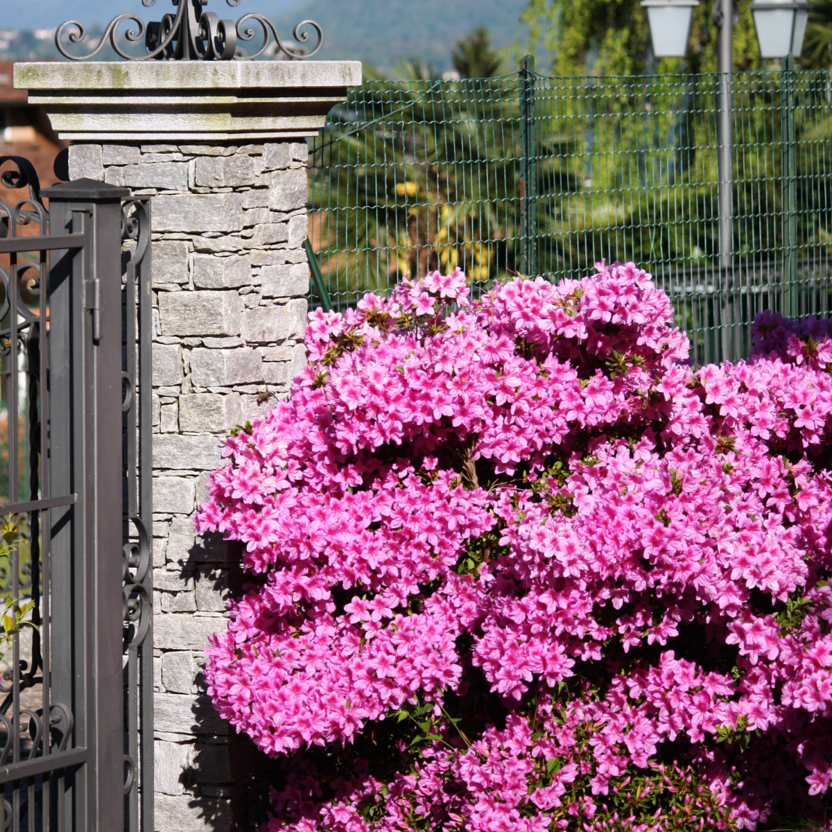 Rhododendron 'Azalea Anouk' - Set van 2