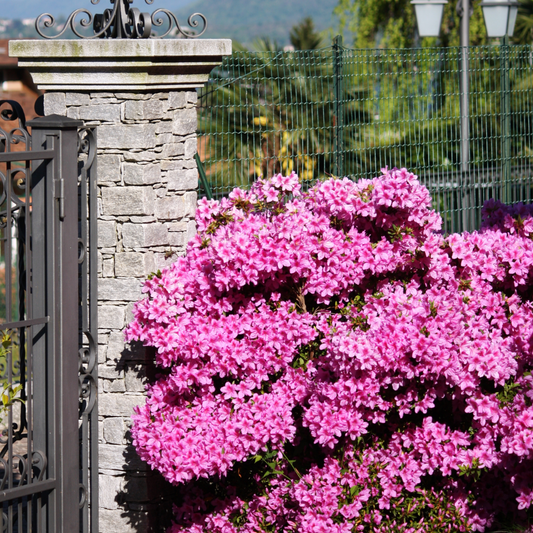 Rhododendron 'Azalea Anouk' - Set van 2