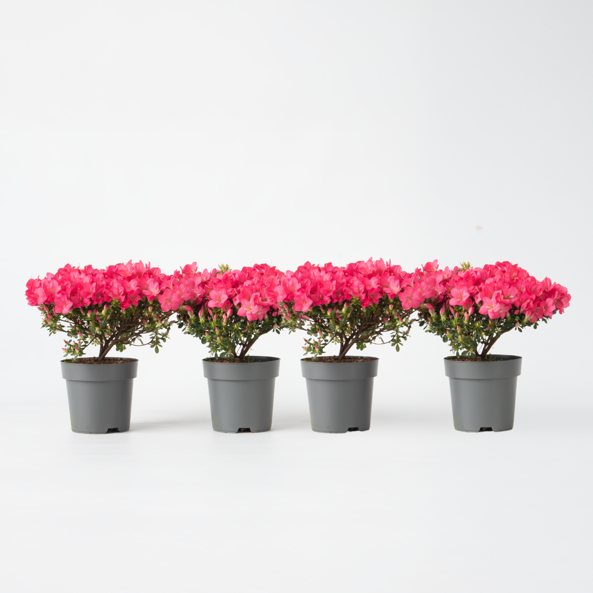 Rhododendron 'Azalea Anouk' - Set van 4