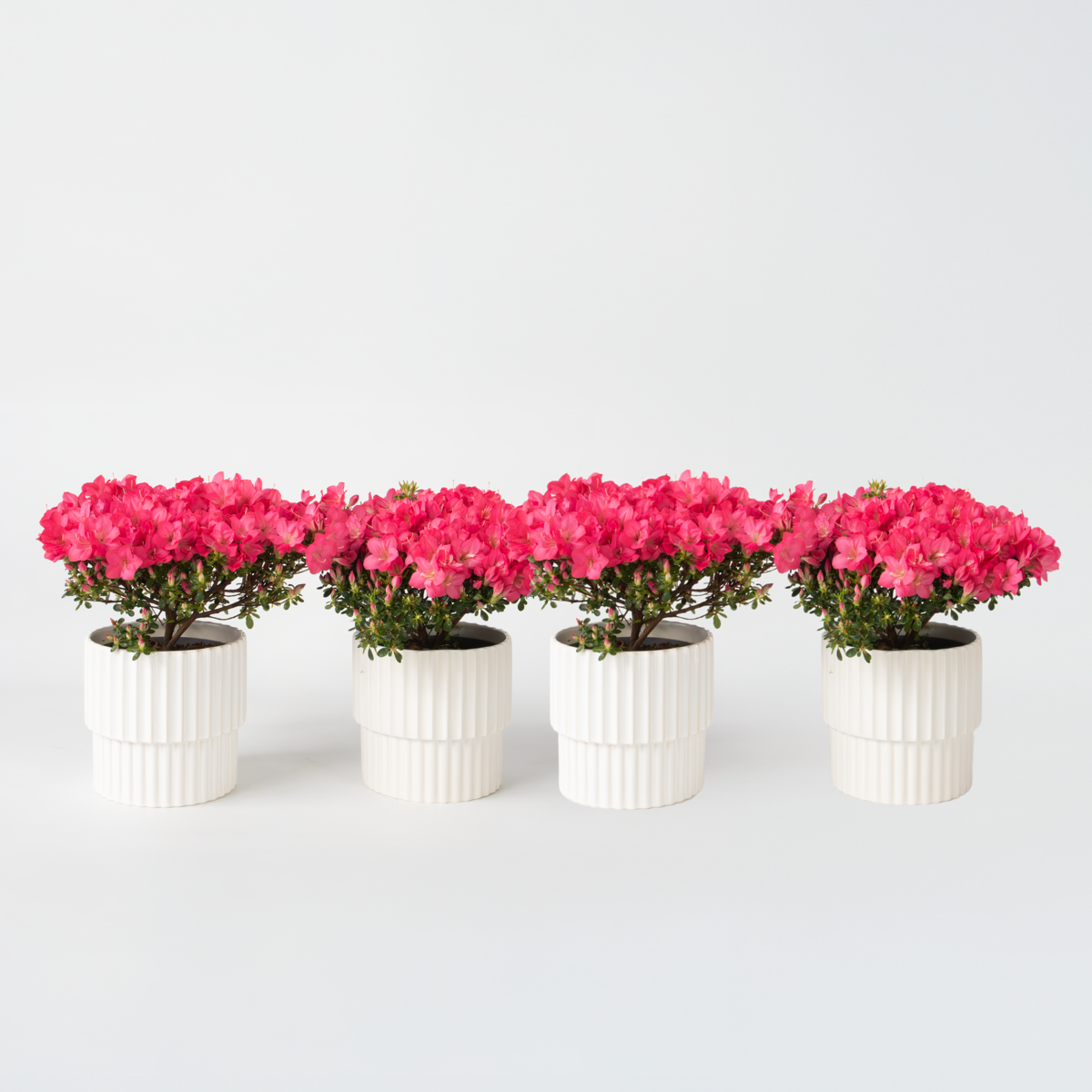 Rhododendron 'Azalea Anouk' - Set van 4