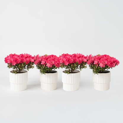 Rhododendron 'Azalea Anouk' - Set van 4