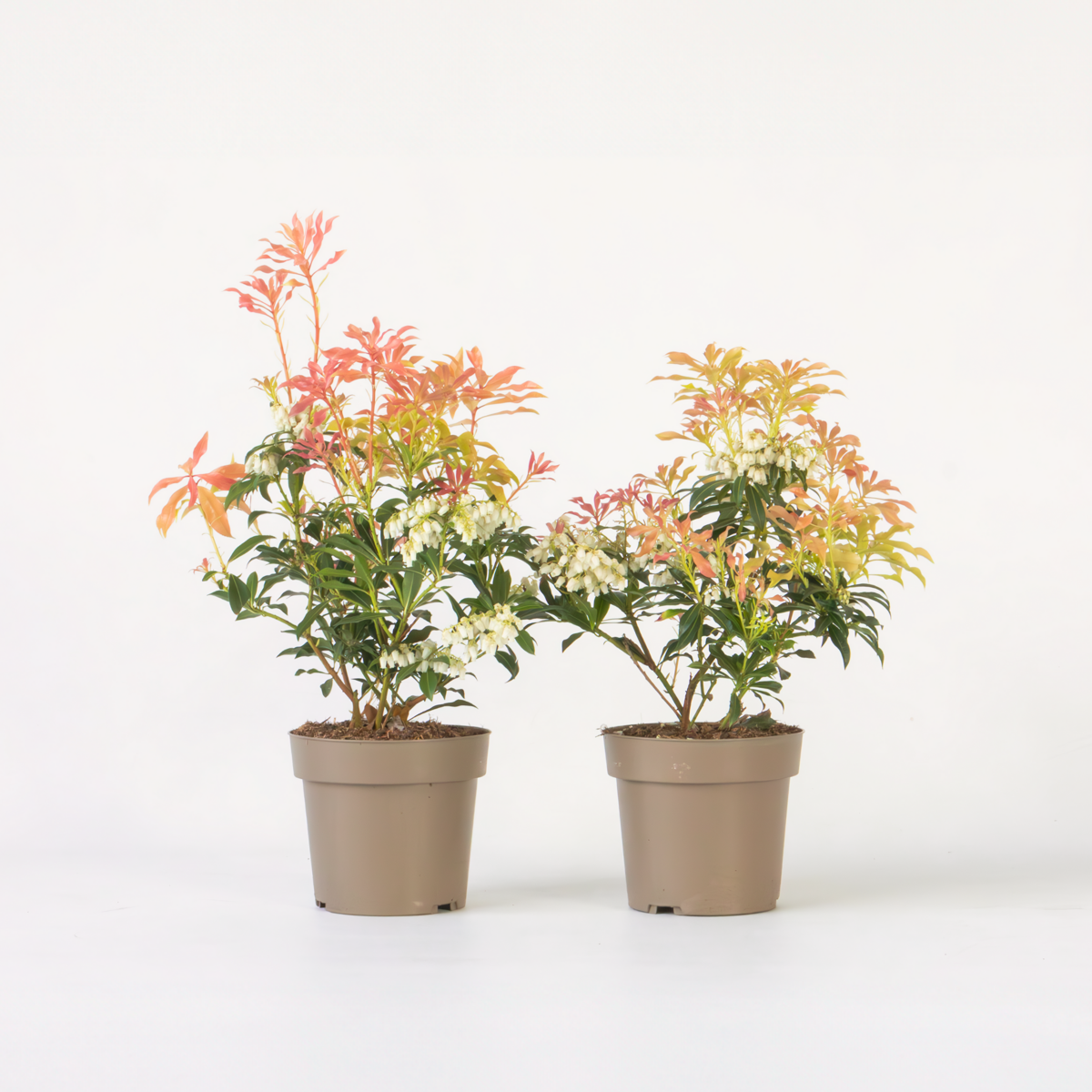 Pieris 'Forest Flame' - Set van 2 - Rotsheide