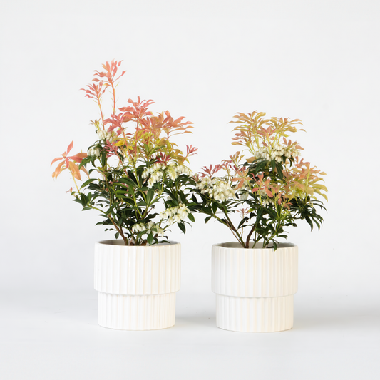 Pieris 'Forest Flame' - Set van 2 - Rotsheide