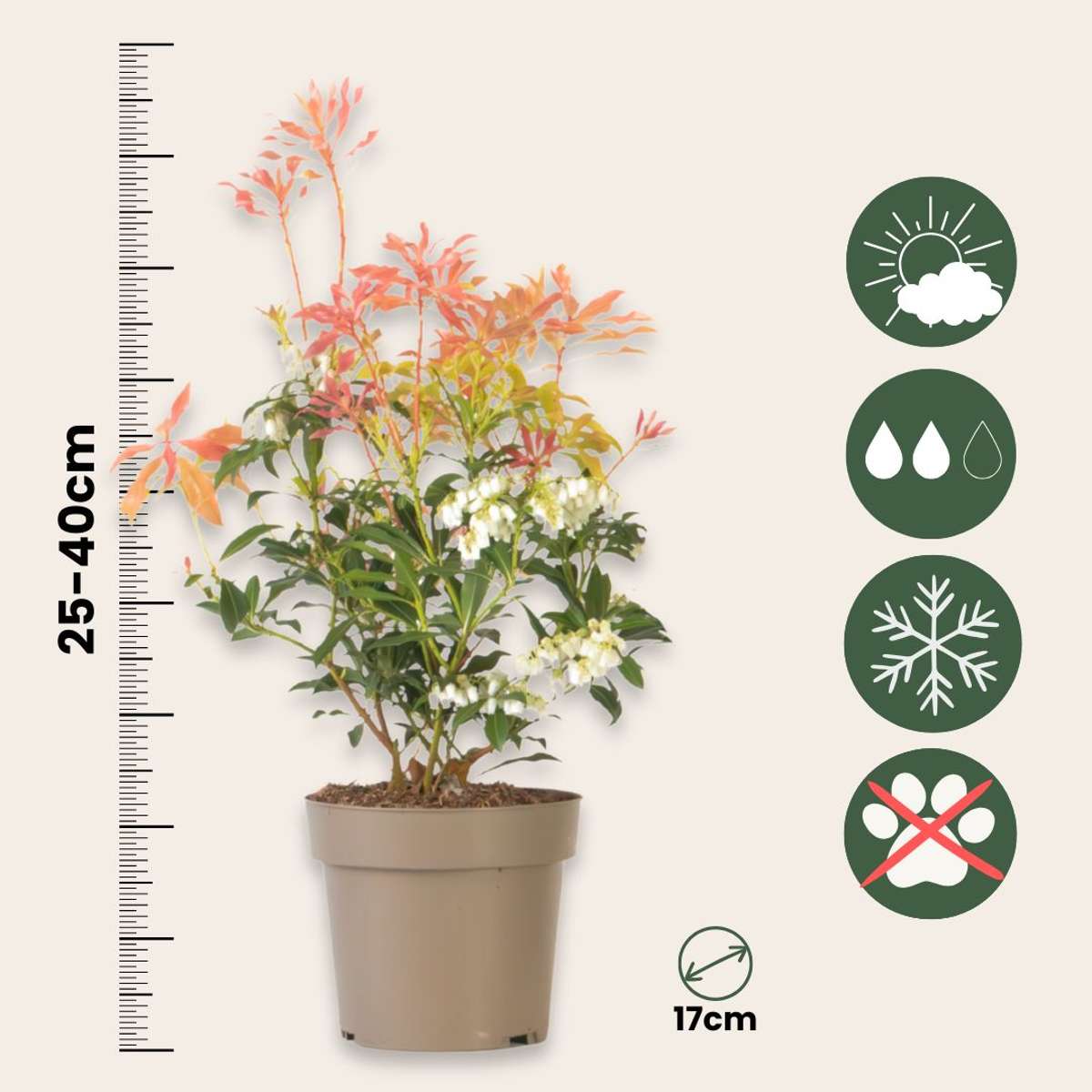 Pieris 'Forest Flame' - Set van 2 - Rotsheide