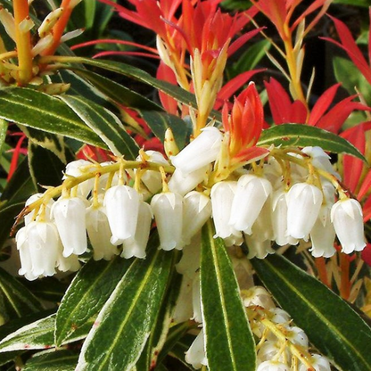 Pieris 'Forest Flame' - Set van 4 - Rotsheide