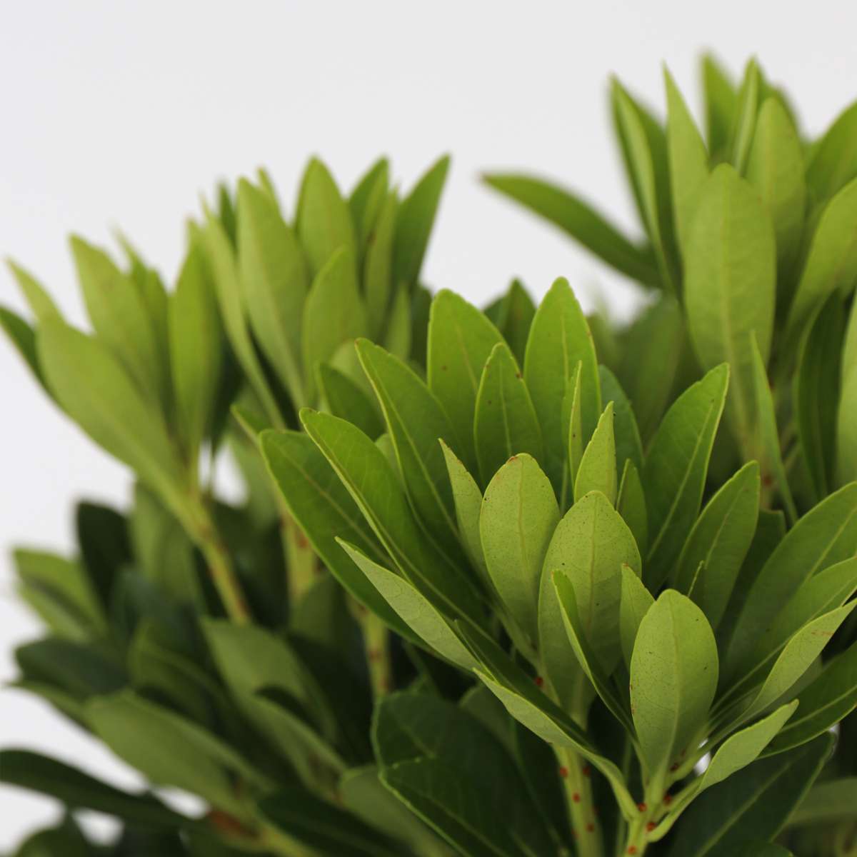 Pieris 'Forest Flame' - Set van 4 - Rotsheide