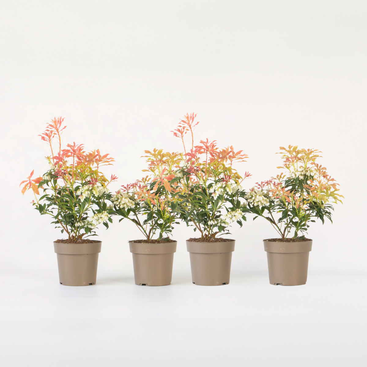 Pieris 'Forest Flame' - Set van 4 - Rotsheide