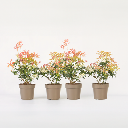 Pieris 'Forest Flame' - Set van 4 - Rotsheide