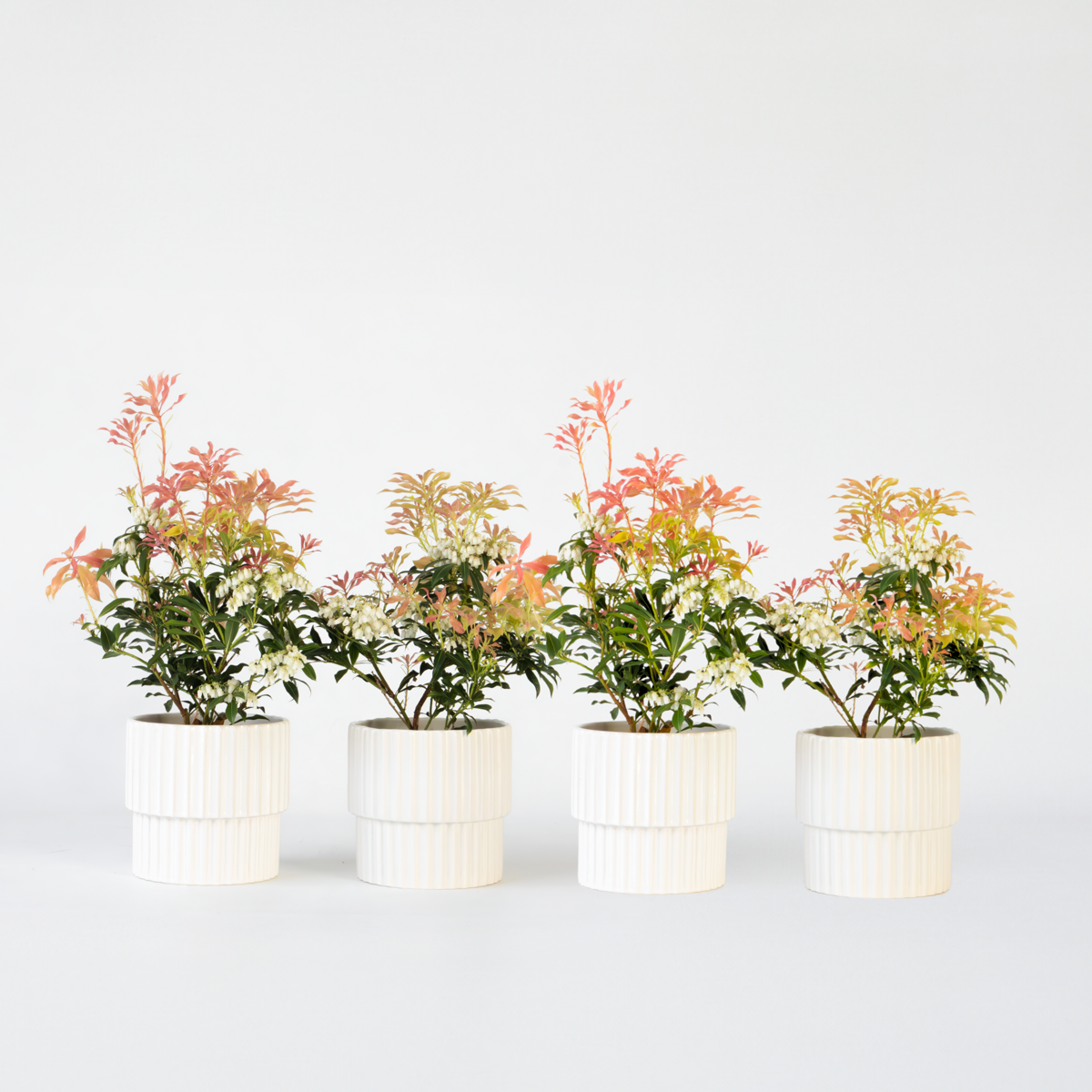 Pieris 'Forest Flame' - Set van 4 - Rotsheide
