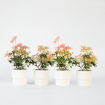 Pieris 'Forest Flame' - Set van 4 - Rotsheide