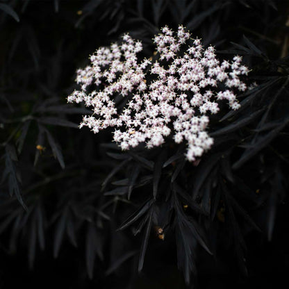 Sambucus nigra 'Black Lace' - Set van 4