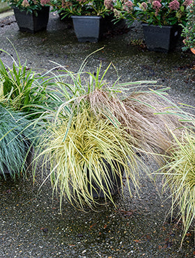 Plantenarrangement siergrassen mix