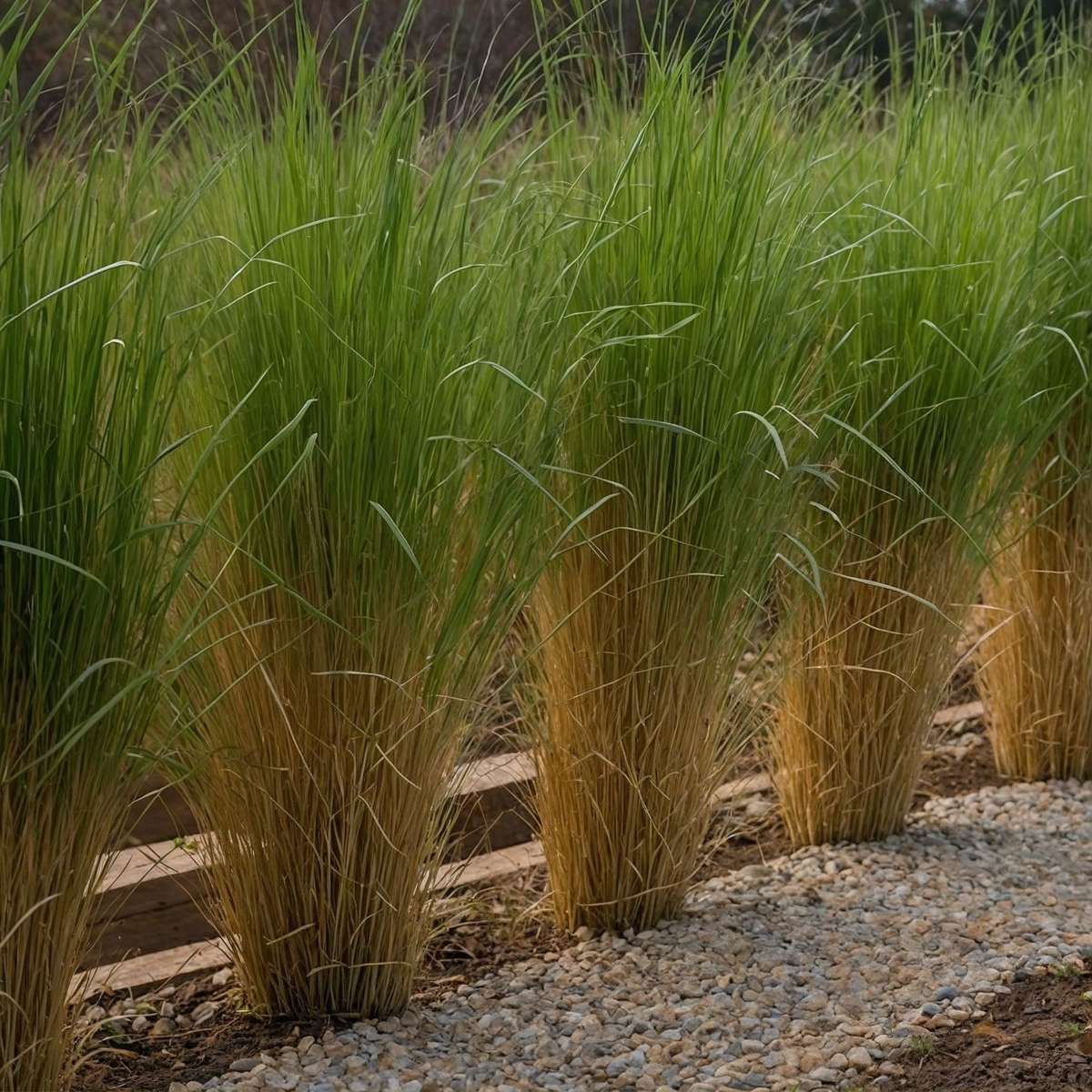 Panicum virgatum 'Northwind' - Set van 2 - Vingergras