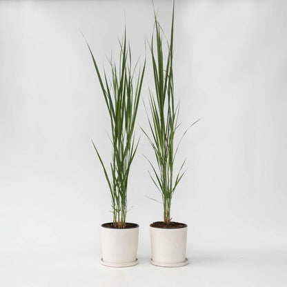 Panicum virgatum 'Northwind' - Set van 2 - Vingergras