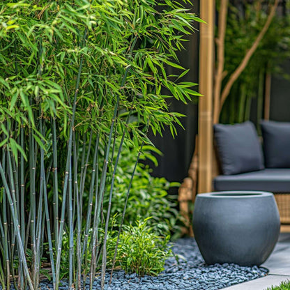 Fargesia papyrifera 'Blue Dragon' - 2 stuks - Blauwe Bamboe