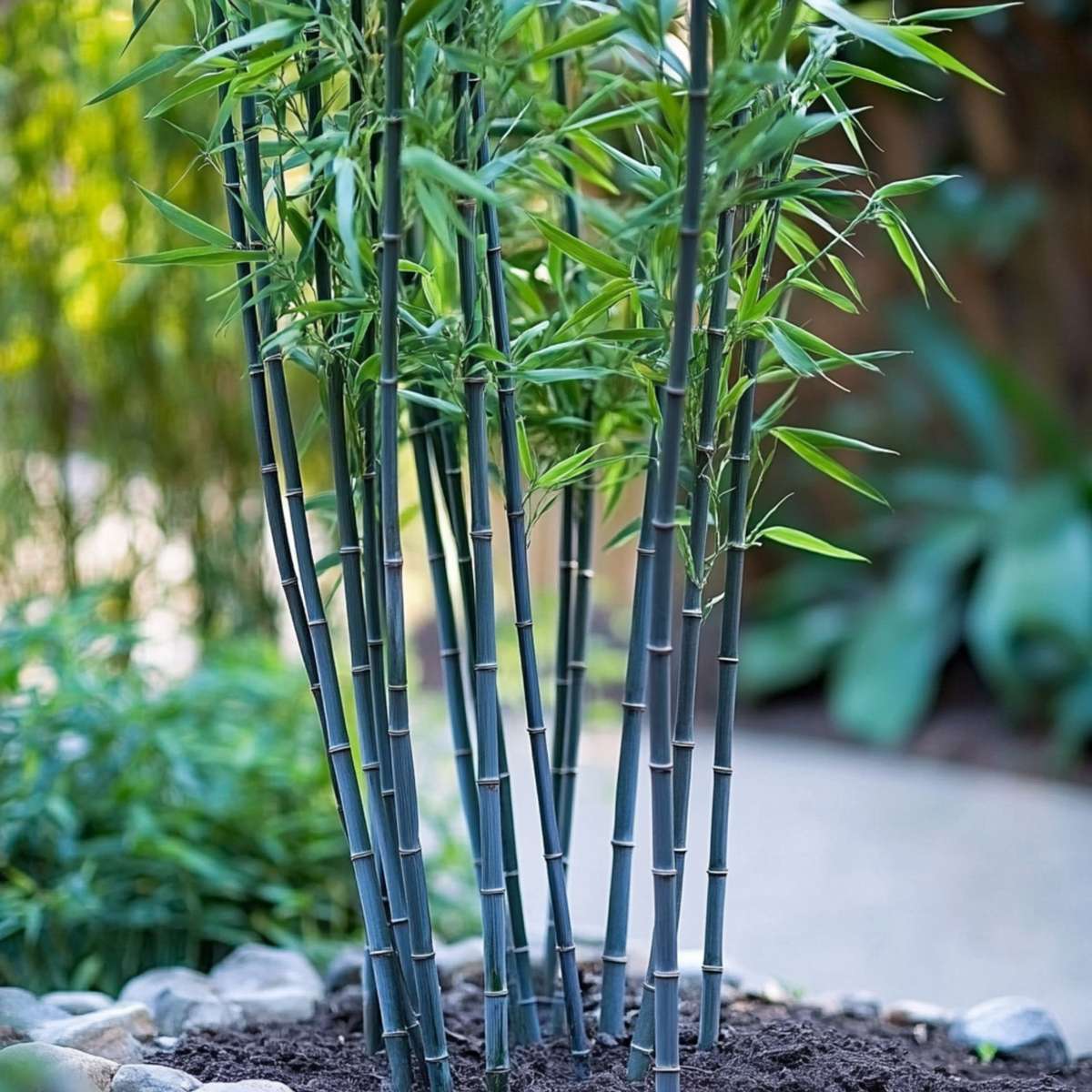 Fargesia papyrifera 'Blue Dragon' - 2 stuks - Blauwe Bamboe