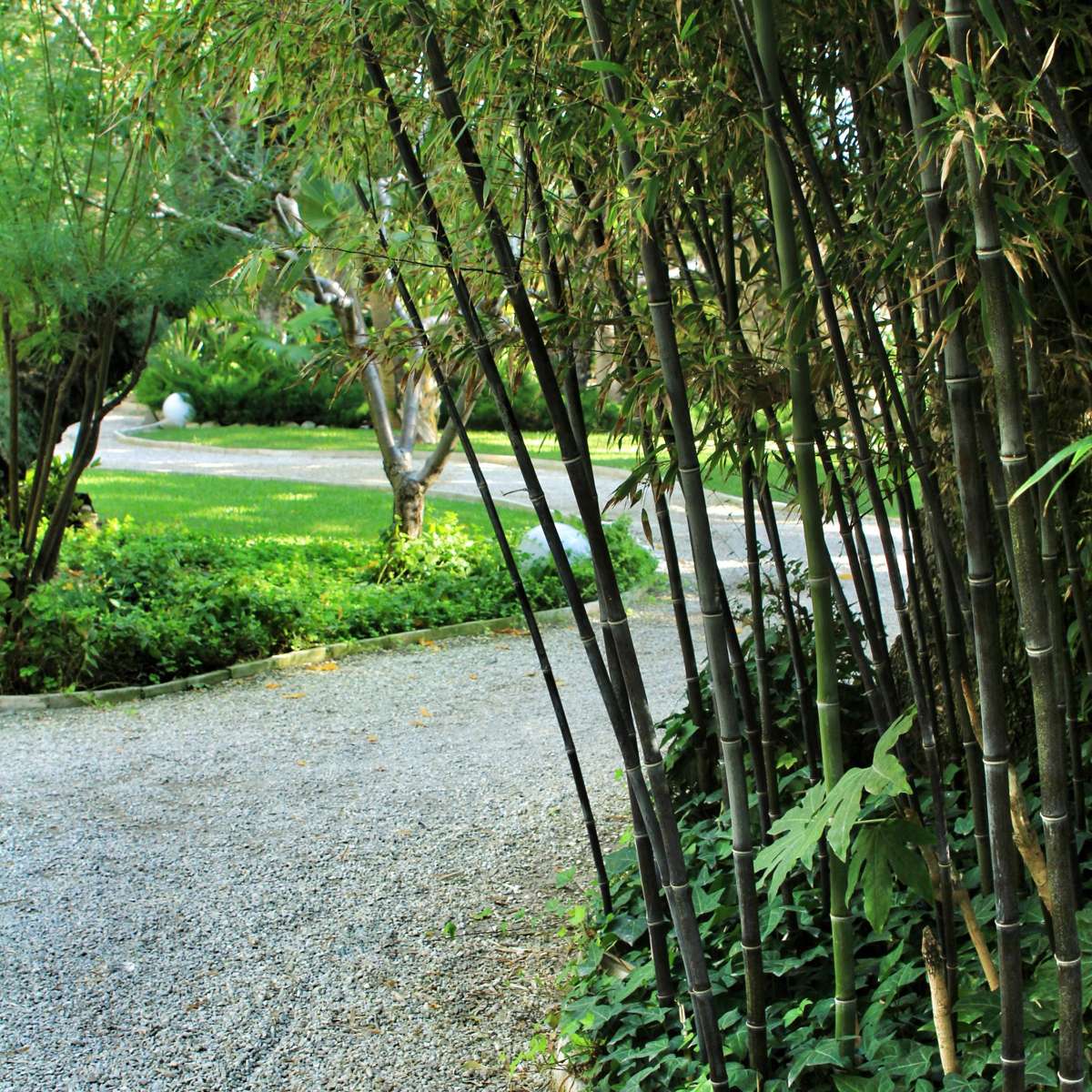 Fargesia nitida 'Black Dragon' - 3 Stuks - Bamboe