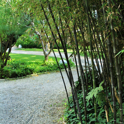 Fargesia nitida 'Black Dragon' - 3 Stuks - Bamboe