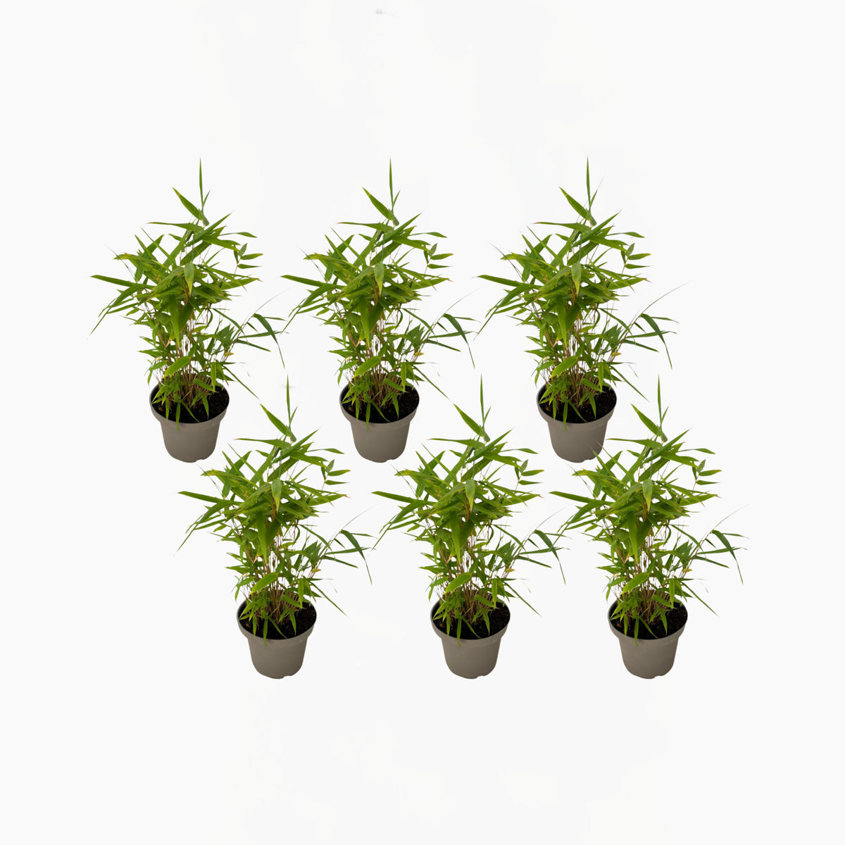 Fargesia nitida 'Black Dragon' - 6 Stuks - Bamboe