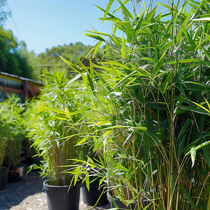 Fargesia nitida 'Black Dragon' - 6 Stuks - Bamboe