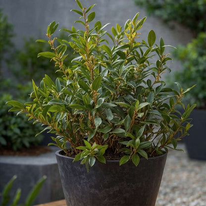 Sarcococca Confusa - Set van 2 - Vleesbes