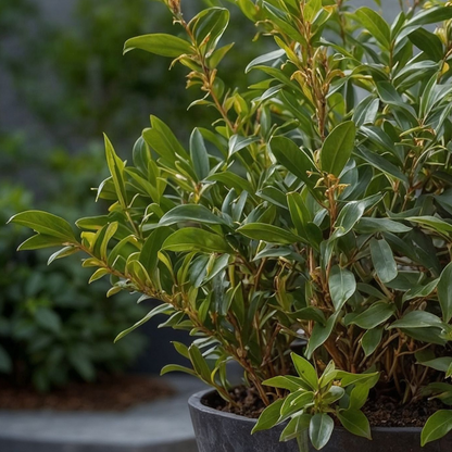 Sarcococca Confusa - Set van 2 - Vleesbes