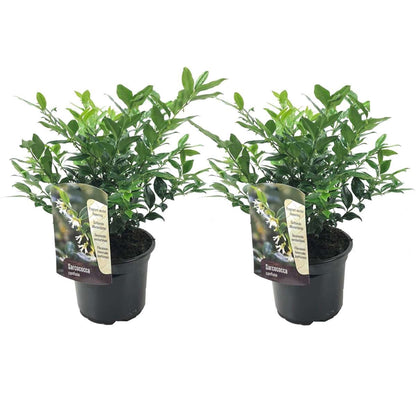 Sarcococca Confusa - Set van 2 - Vleesbes