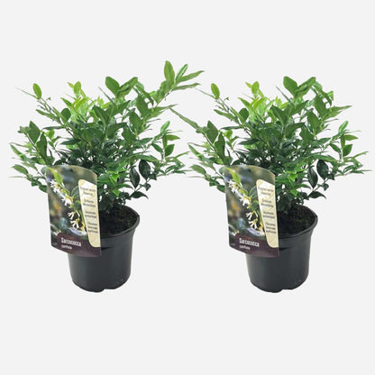 Sarcococca Confusa - Set van 2 - Vleesbes
