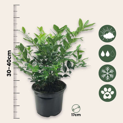 Sarcococca Confusa - Set van 2 - Vleesbes