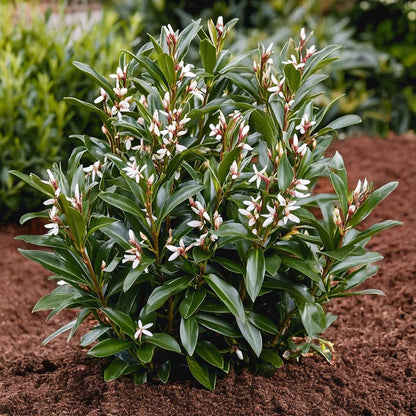 Sarcococca Confusa - Set van 4 - Vleesbes