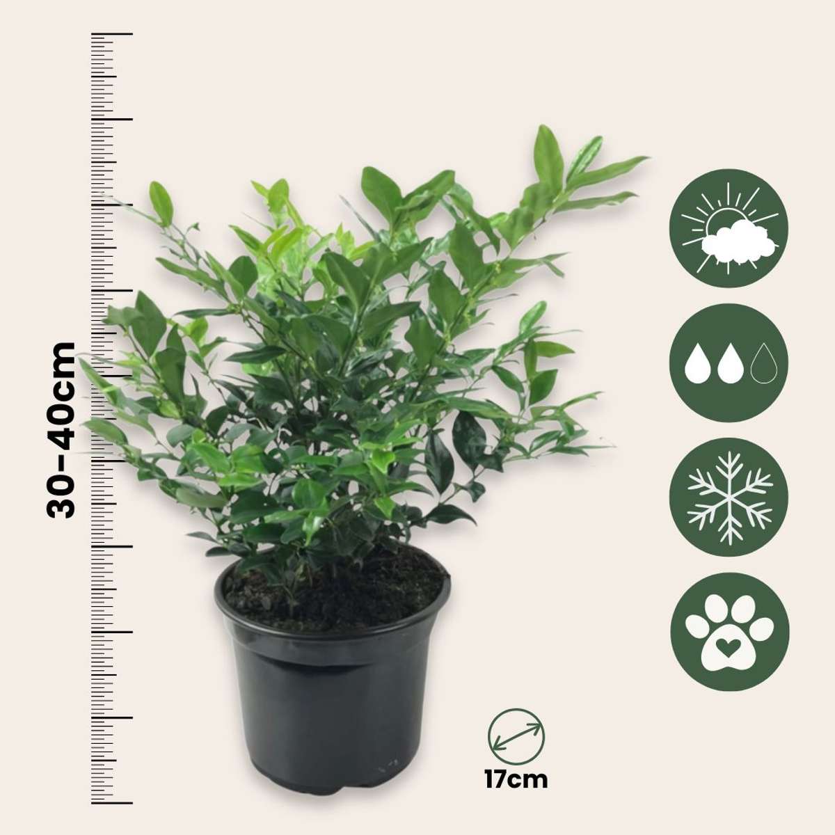Sarcococca Confusa - Set van 4 - Vleesbes