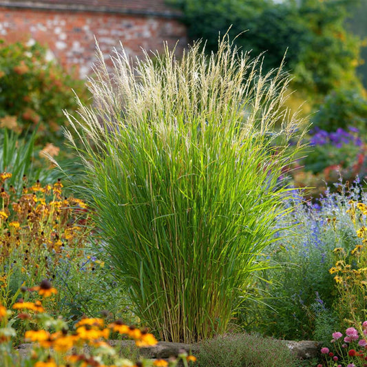Miscanthus Gracilimus - Siergras