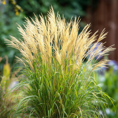 Miscanthus Gracilimus - Siergras