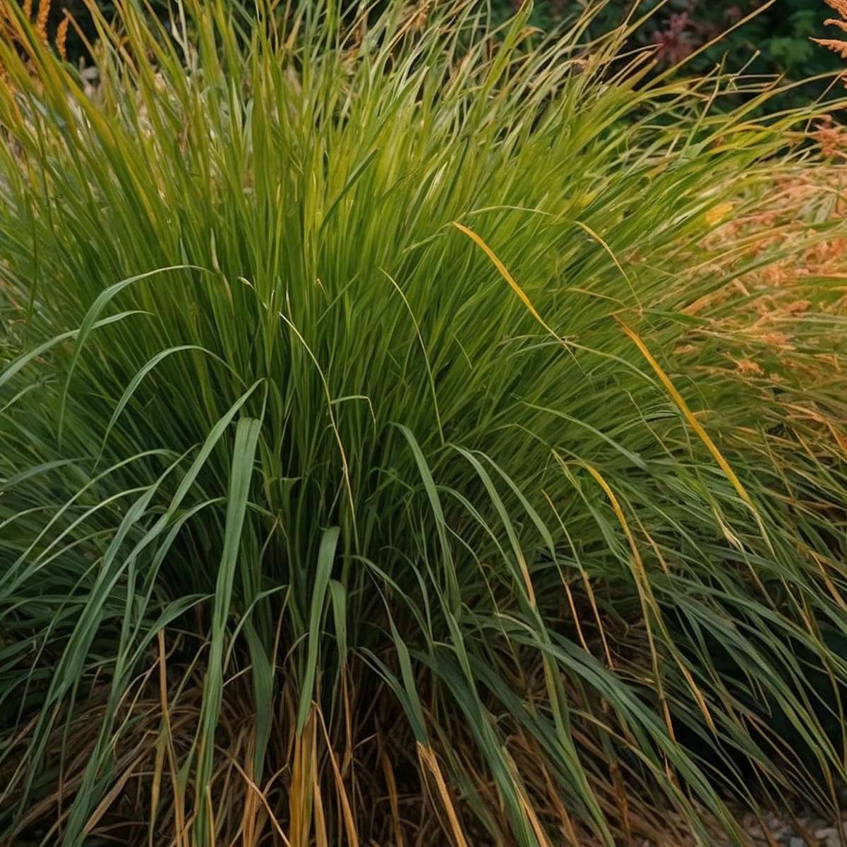 Miscanthus Gracilimus - Siergras