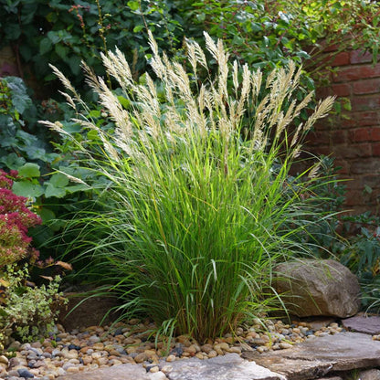 Miscanthus Gracilimus - Set van 2 - Siergrassen