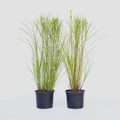 Miscanthus Gracilimus - Set van 2 - Siergrassen
