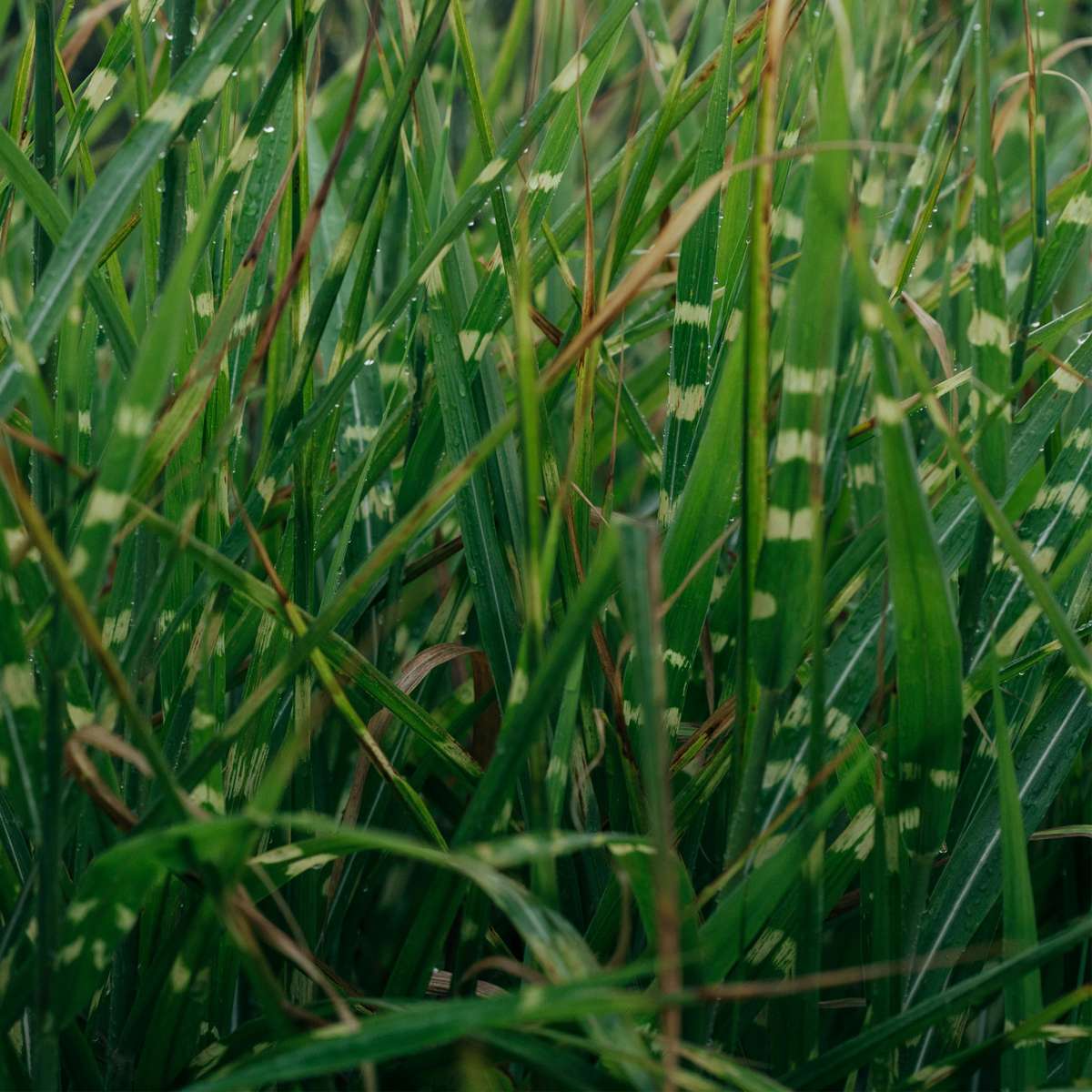 Miscanthus Zebrinus - Siergras