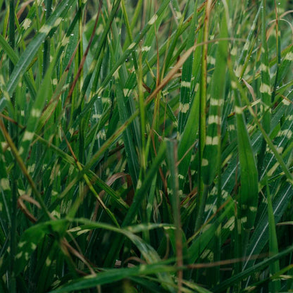 Miscanthus Zebrinus - Siergras