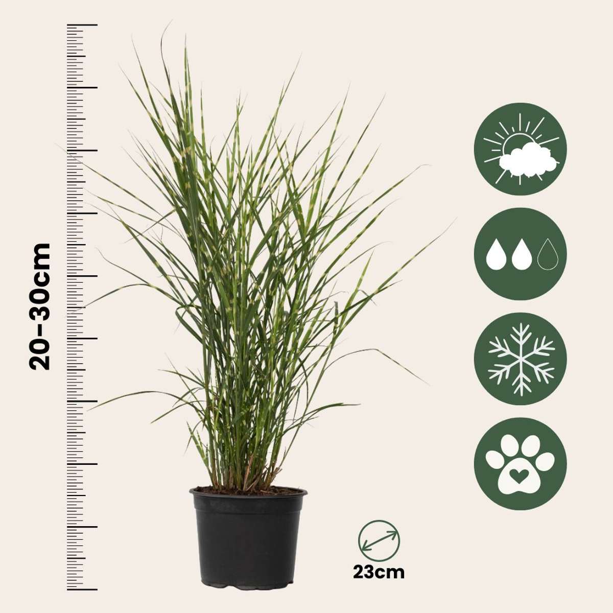 Miscanthus Zebrinus - Siergras