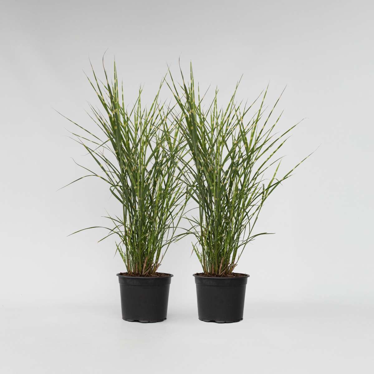 Miscanthus Zebrinus - Siergras - Set van 2